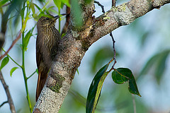 Lepidocolaptes albolineatus