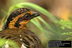 Arborophila hyperythra