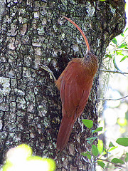 Campylorhamphus trochilirostris