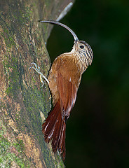 Campylorhamphus falcularius