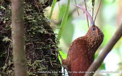 Campylorhamphus pusillus