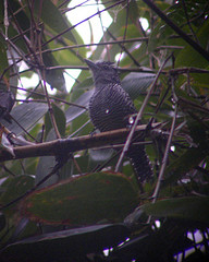 Cymbilaimus sanctaemariae