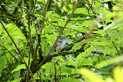 Hypoedaleus guttatus