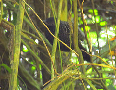 Mackenziaena leachii