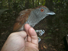 Frederickena viridis