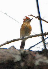 Sakesphorus canadensis