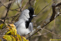 Sakesphorus cristatus