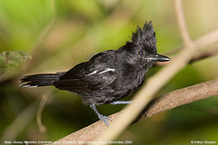 Sakesphorus luctuosus