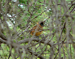 Thamnophilus bernardi