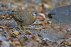 Arborophila charltonii