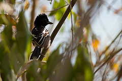 Thamnophilus melanonotus