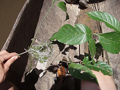 Thamnophilus melanothorax