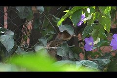 Thamnophilus doliatus