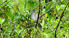 Thamnophilus zarumae