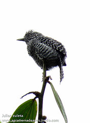 Thamnophilus multistriatus