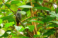 Thamnophilus tenuepunctatus