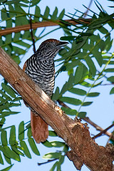 Thamnophilus palliatus