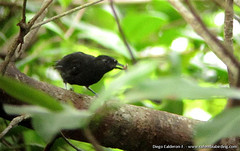 Thamnophilus nigriceps