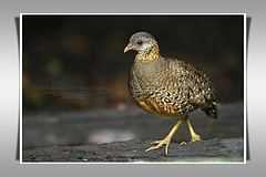 Arborophila chloropus