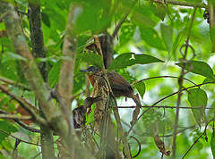 Thamnophilus nigrocinereus