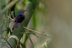 Thamnophilus aethiops