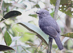 Thamnophilus unicolor