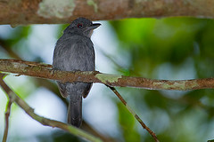 Thamnophilus schistaceus