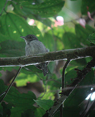 Thamnophilus murinus