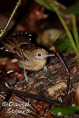 Thamnophilus atrinucha