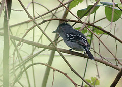 Thamnophilus punctatus