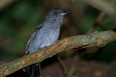 Thamnophilus stictocephalus