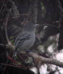 Thamnophilus sticturus