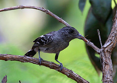 Thamnophilus pelzelni