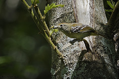 Thamnophilus ambiguus