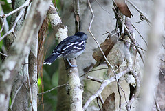 Thamnophilus amazonicus