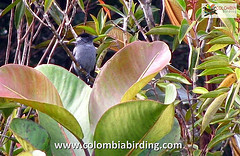 Thamnophilus insignis