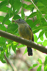 Thamnophilus caerulescens