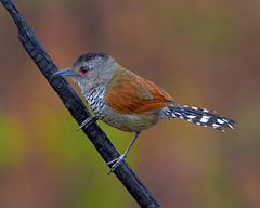 Thamnophilus torquatus