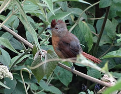 Thamnophilus ruficapillus