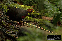 Haematortyx sanguiniceps