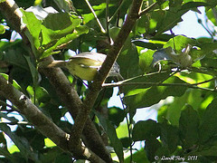 Dysithamnus stictothorax