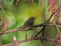 Dysithamnus striaticeps