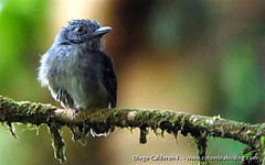 Dysithamnus puncticeps