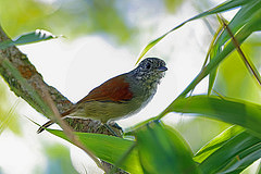 Dysithamnus xanthopterus