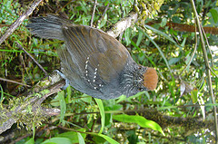 Dysithamnus occidentalis