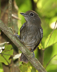 Dysithamnus plumbeus