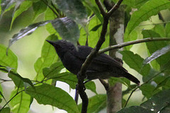 Thamnomanes ardesiacus