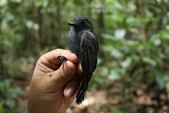 Thamnomanes schistogynus