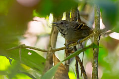 Epinecrophylla leucophthalma