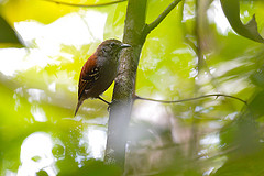 Epinecrophylla haematonota